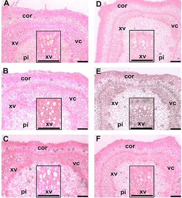 Soil application of effective microorganisms and nitrogen alleviates salt stress in hot pepper (Capsicum annum L.) plants